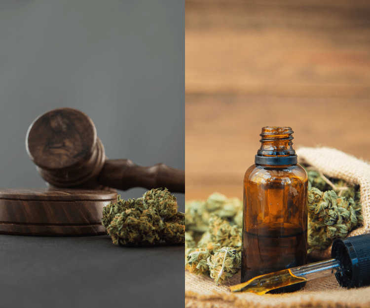 網絡熱話｜政府立法擬明年初禁CBD產品 大麻二酚列毒品 隨時誤墮法網惹「大麻」煩！？