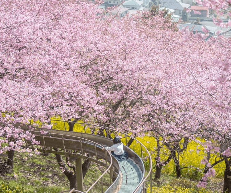 日本賞櫻2024 ｜最新公佈全日本櫻花開花和滿開預想日期！4個東京大阪京都一站式遊玩賞櫻景點推介