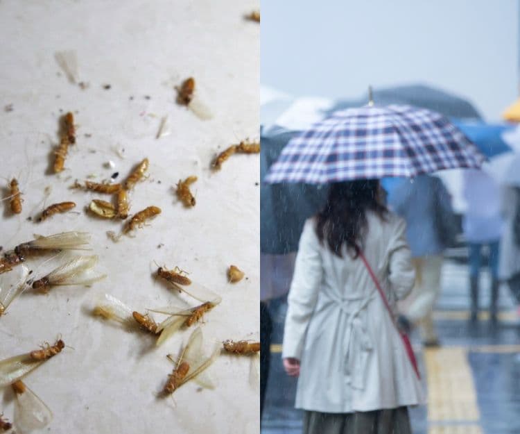 雨季來襲飛蟻出沒注意！專家教4招防飛蟻入屋繁殖變白蟻！簡單1物K.O飛蟻