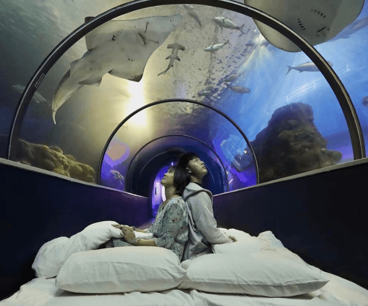 台灣親子遊｜潛入水下世界  探索全台最夢幻的9大水族館
